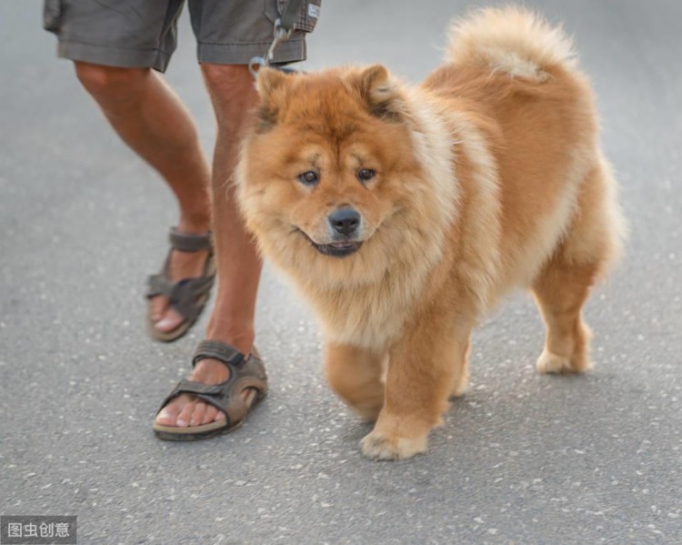 土狗真的不土这6种狗堪称中华神犬你认识几种