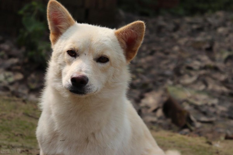 中华田园犬的