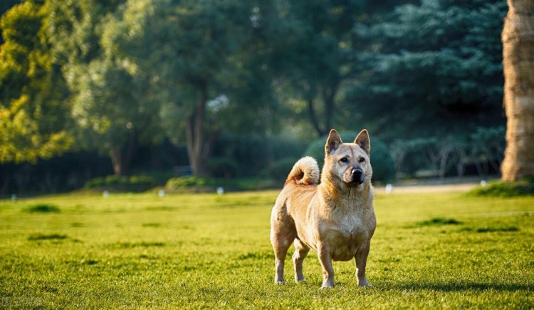 中华田园犬的