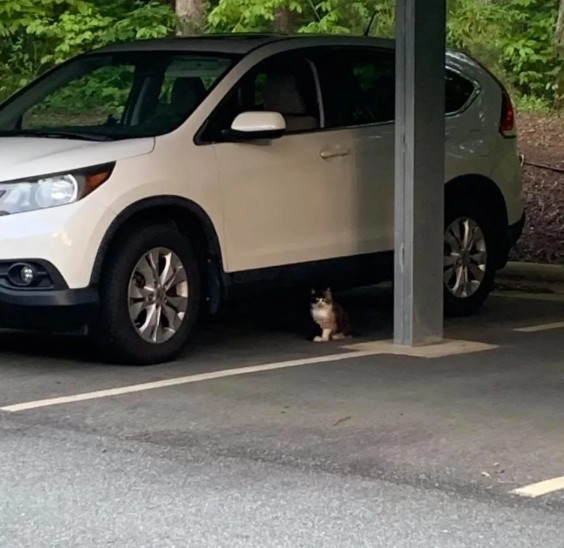 饥饿流浪猫不愿接受好心人的帮助背后原因是它