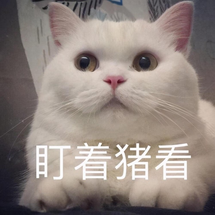 猫咪上火了如何解决？