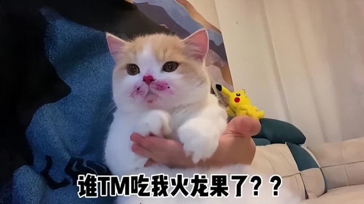 高温养猫不要忽略这5件事会害了它