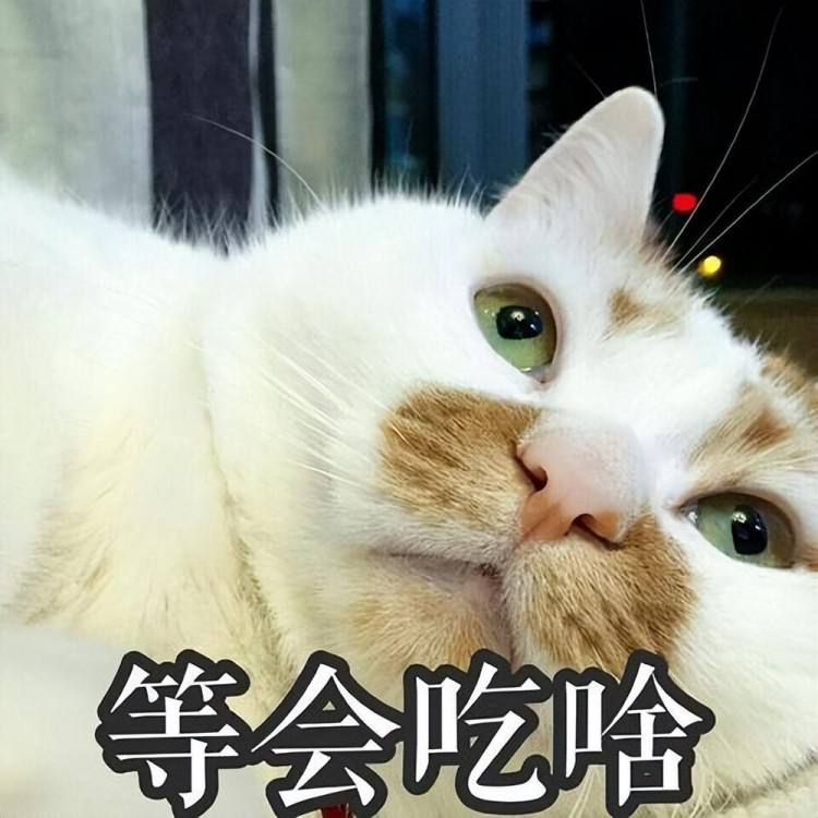 揭秘！挑选猫粮的技巧快收藏！