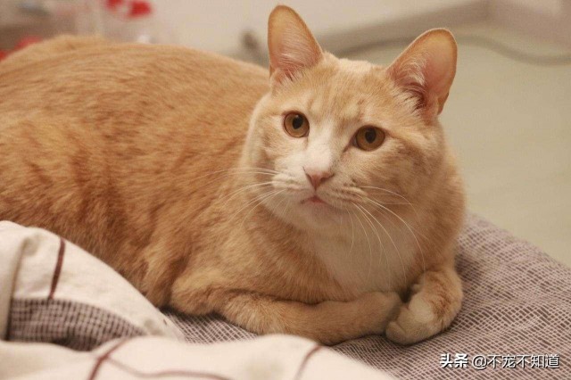 肥胖症对猫咪有什么危害？怎样帮助猫咪减肥？