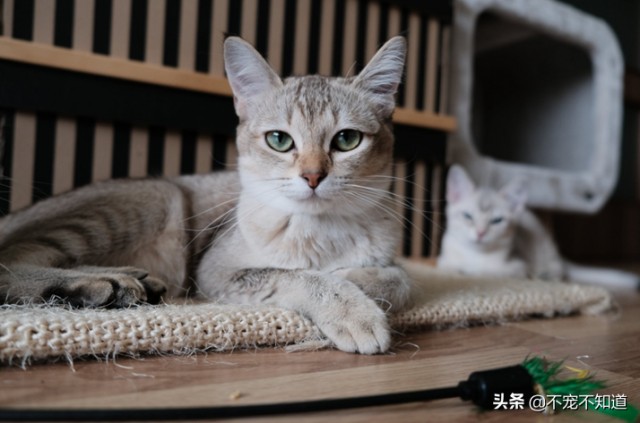 猫在半夜尖叫，这是什么情况？