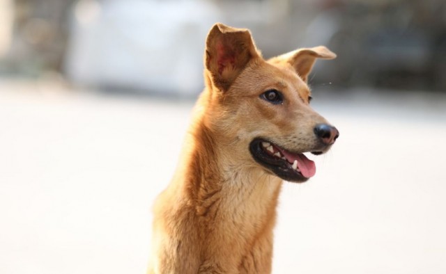 聊一聊中华田园犬，以前的它和现在的它有什么变化，很多人想知道