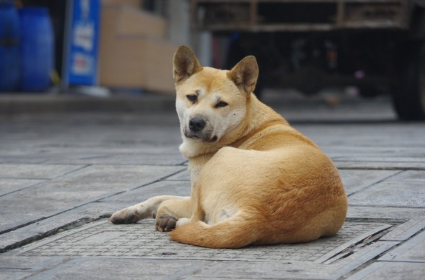 这6种流行的宠物狗，看着“很好”，养了后直言上当了