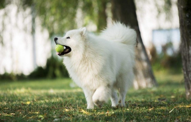 银狐犬长相似狐仙忠心耿耿又黏人为什么却很少人养