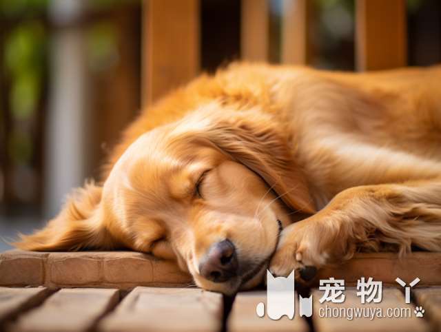 银狐犬好养吗？