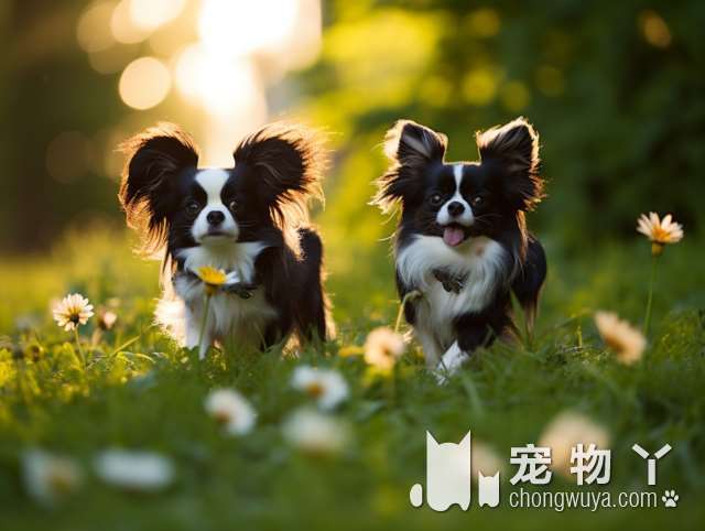 郑州麦萌宠物，第一次get宠物霸王餐!地址好找，环境简单但房间多，修剪室齐备，小零食品种丰富。?