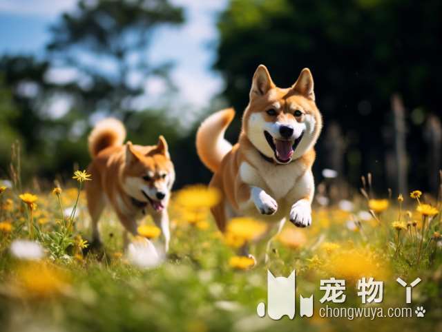 警犬和宠物狗有什么区别？