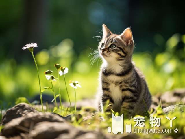 猫狗洗护服务哪家好？石碣镇颖儿宠物Mpower皮毛调理值得信赖吗?