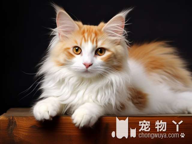 郑州麦萌宠物寄养猫咪安全可靠吗?